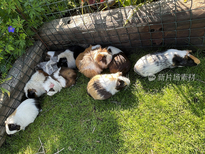 这是一组阿比西尼亚和秘鲁豚鼠(Cavia porcellus)的图片，短毛和长毛的多色豚鼠在铁丝网金属在阳光下跑在草坪上